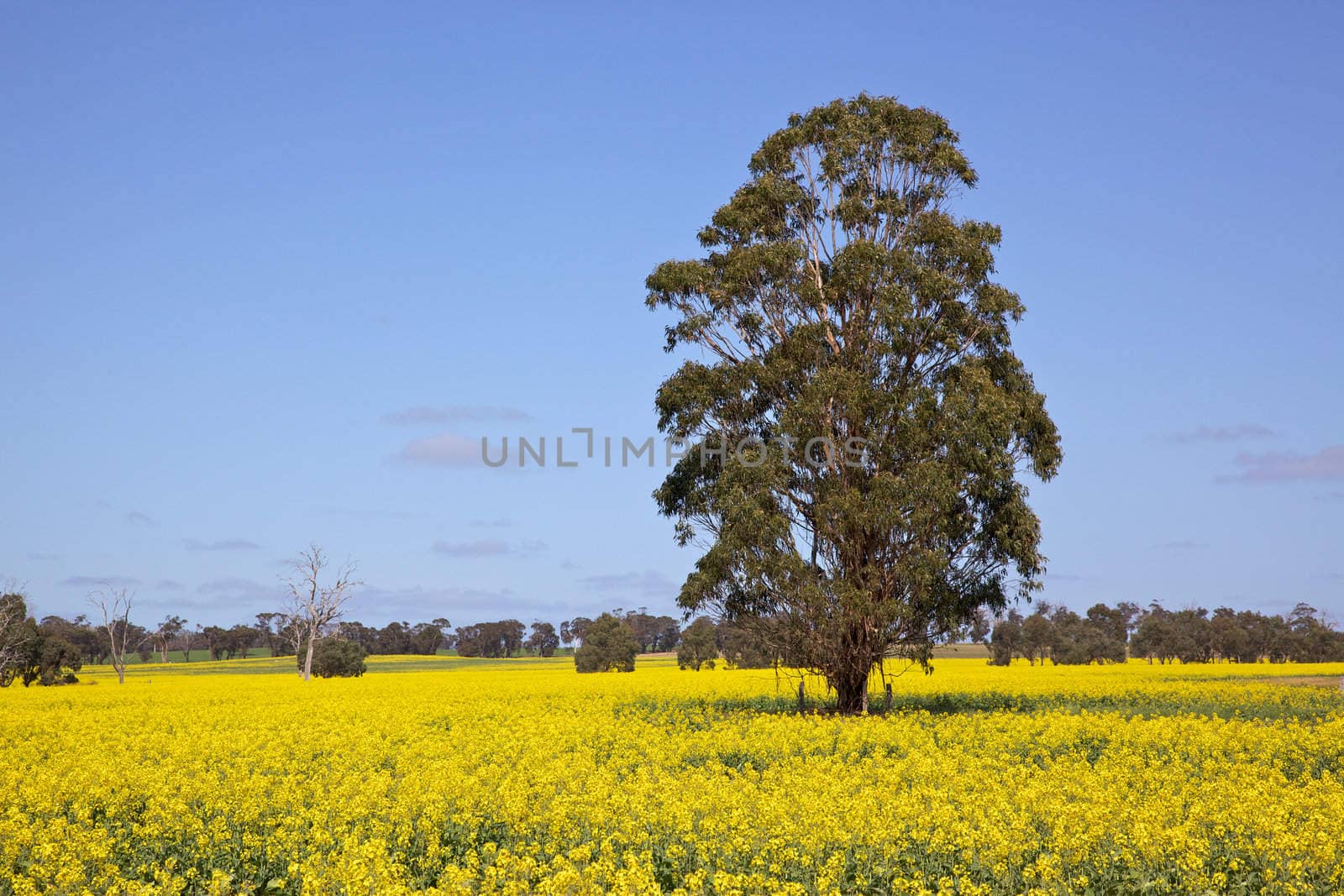 Rapeseed growing near the town of Tiverton in Western Australia.