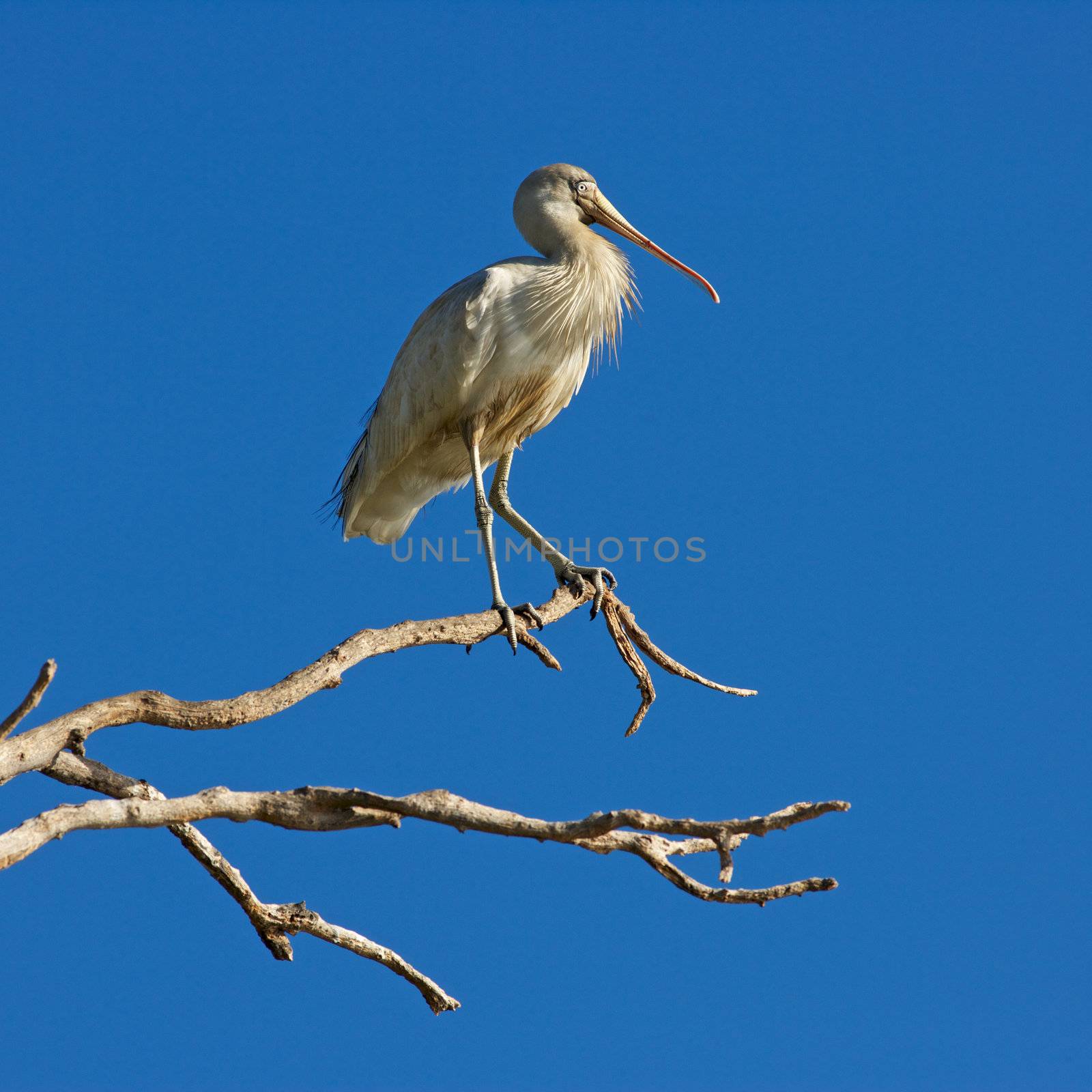 Yellow-billed Spoonbill by zambezi