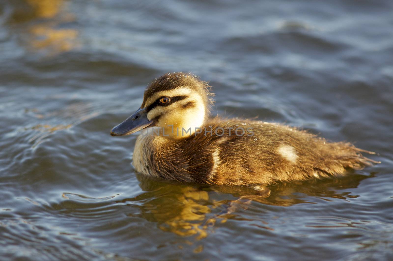 A Pacific Black Duck duckling (Anas superciliosa) in Perth, Western Australia.