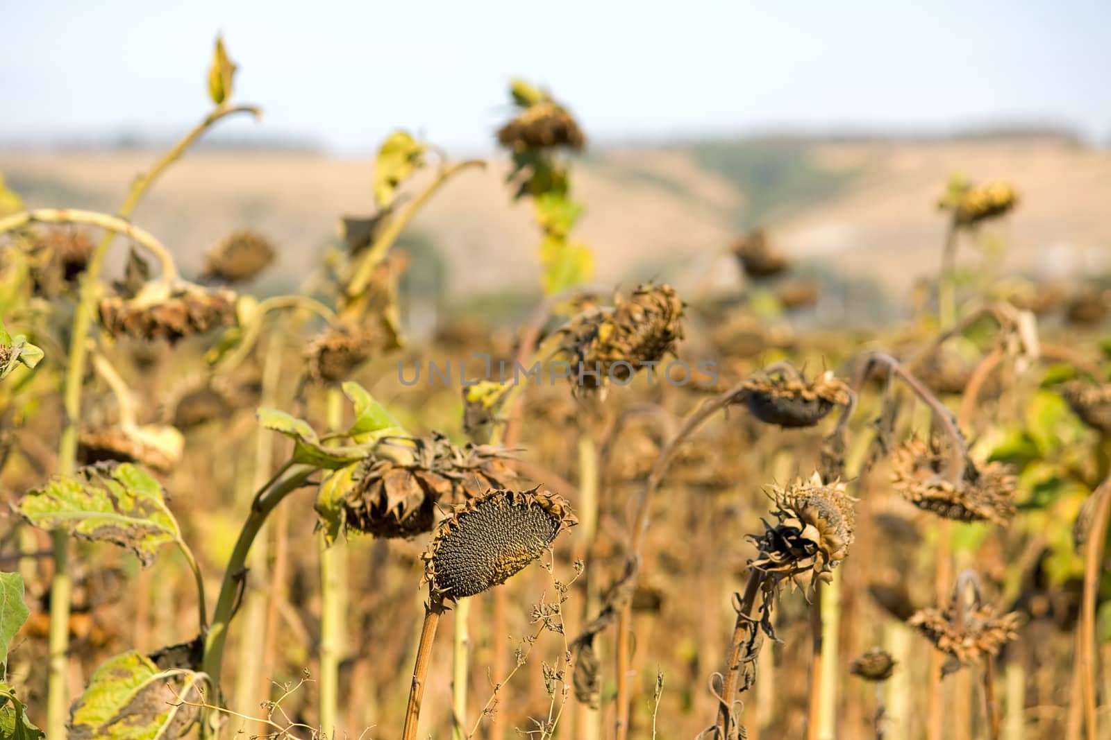 Field of ripe sunflowers on background of blue sky.An image with shallow depth of field.