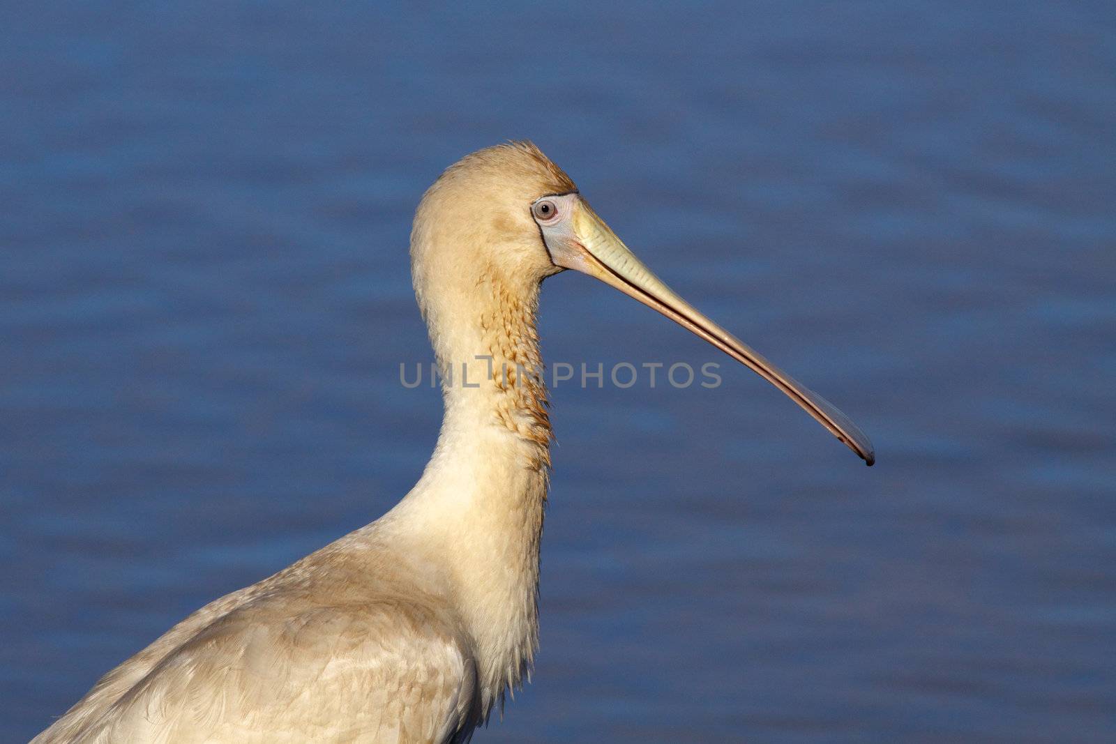 Yellow-billed Spoonbill by zambezi