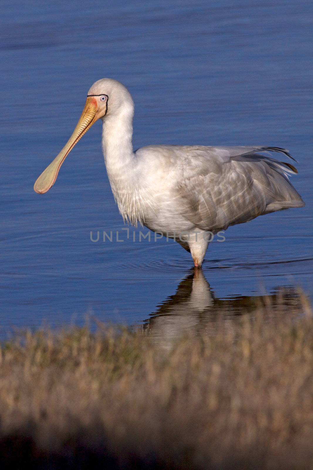 A Yellow-billed Spoonbill (Platalea regia) at Herdsman Lake, Perth, Western Australia.