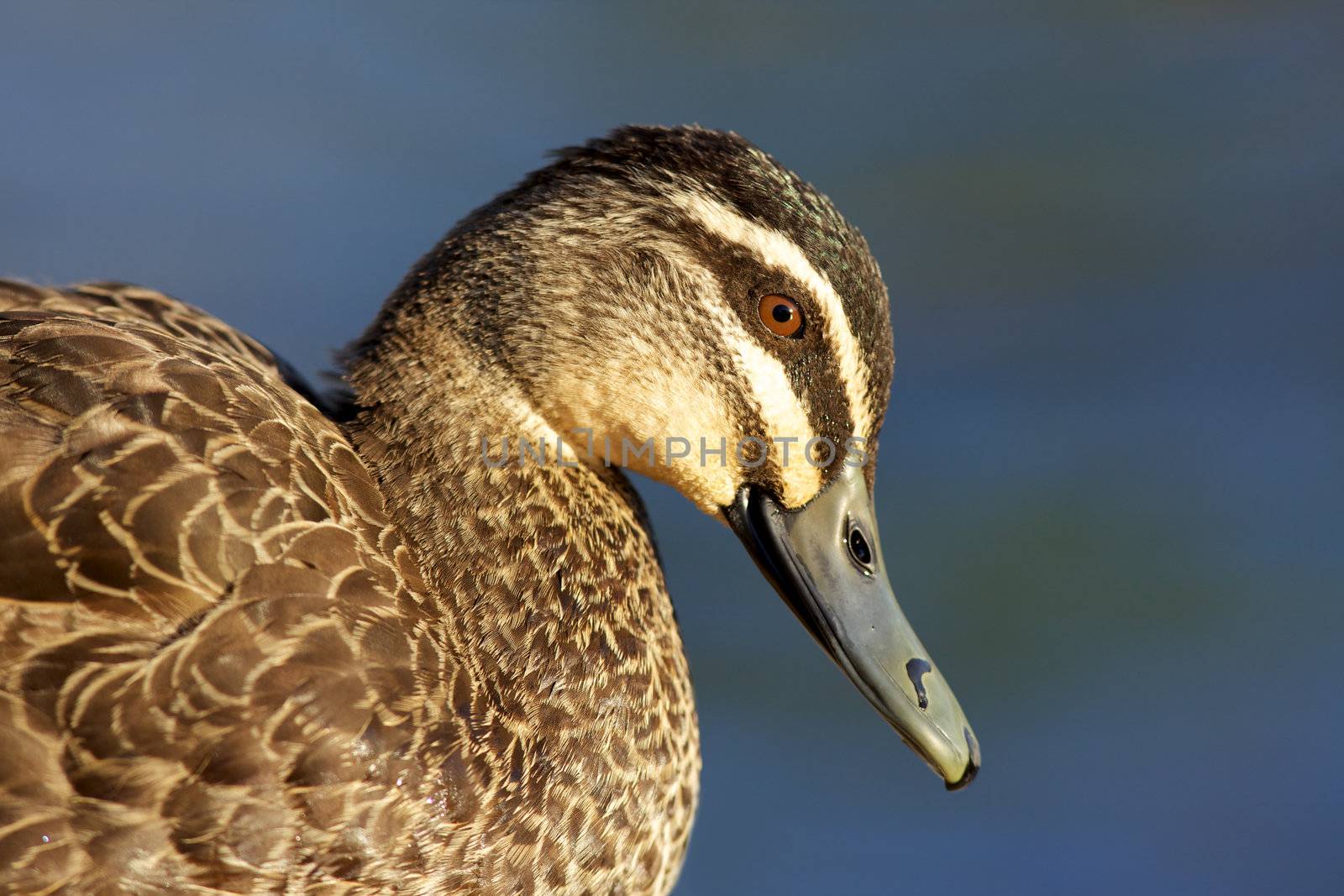 Portrait of a Pacific Black Duck (Anas superciliosa) taken in Perth, Western Australia.