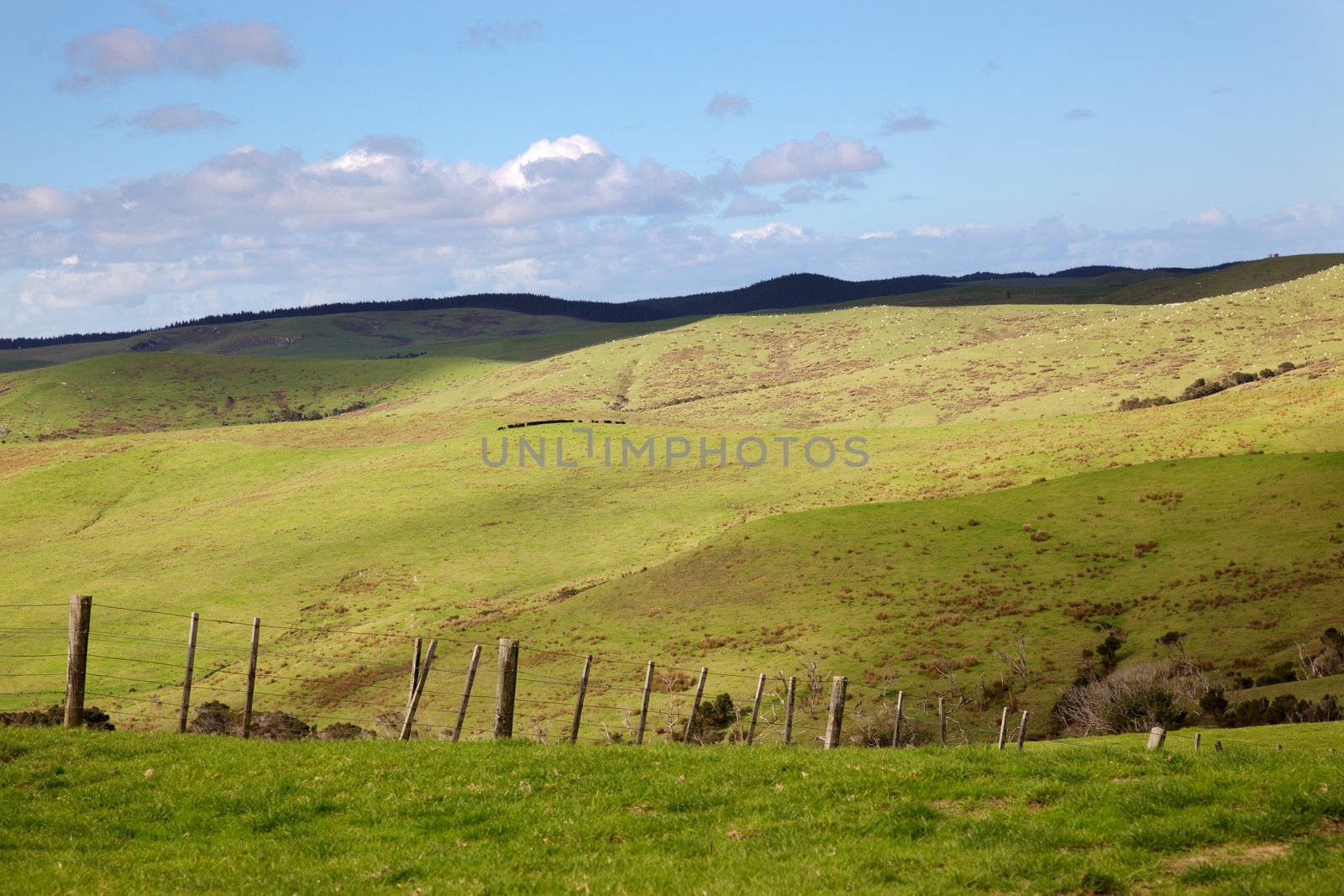 North Island Pasture by zambezi