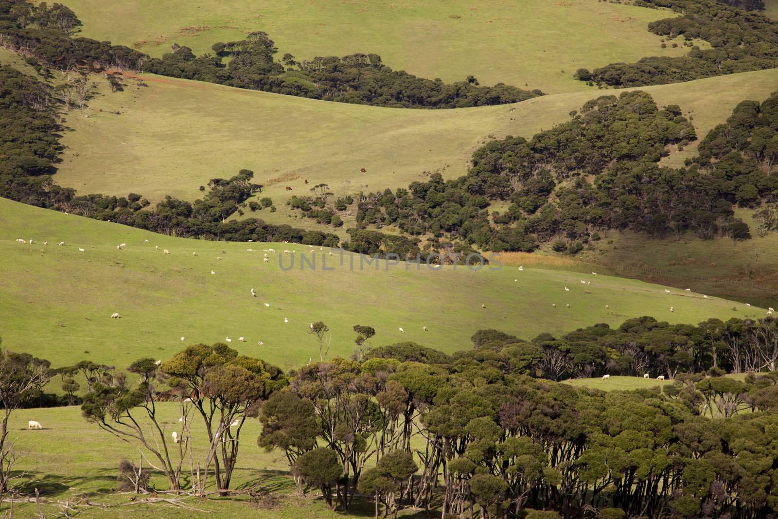 Sheep grazing in a pasture in the northern part of North Island, New Zealand.