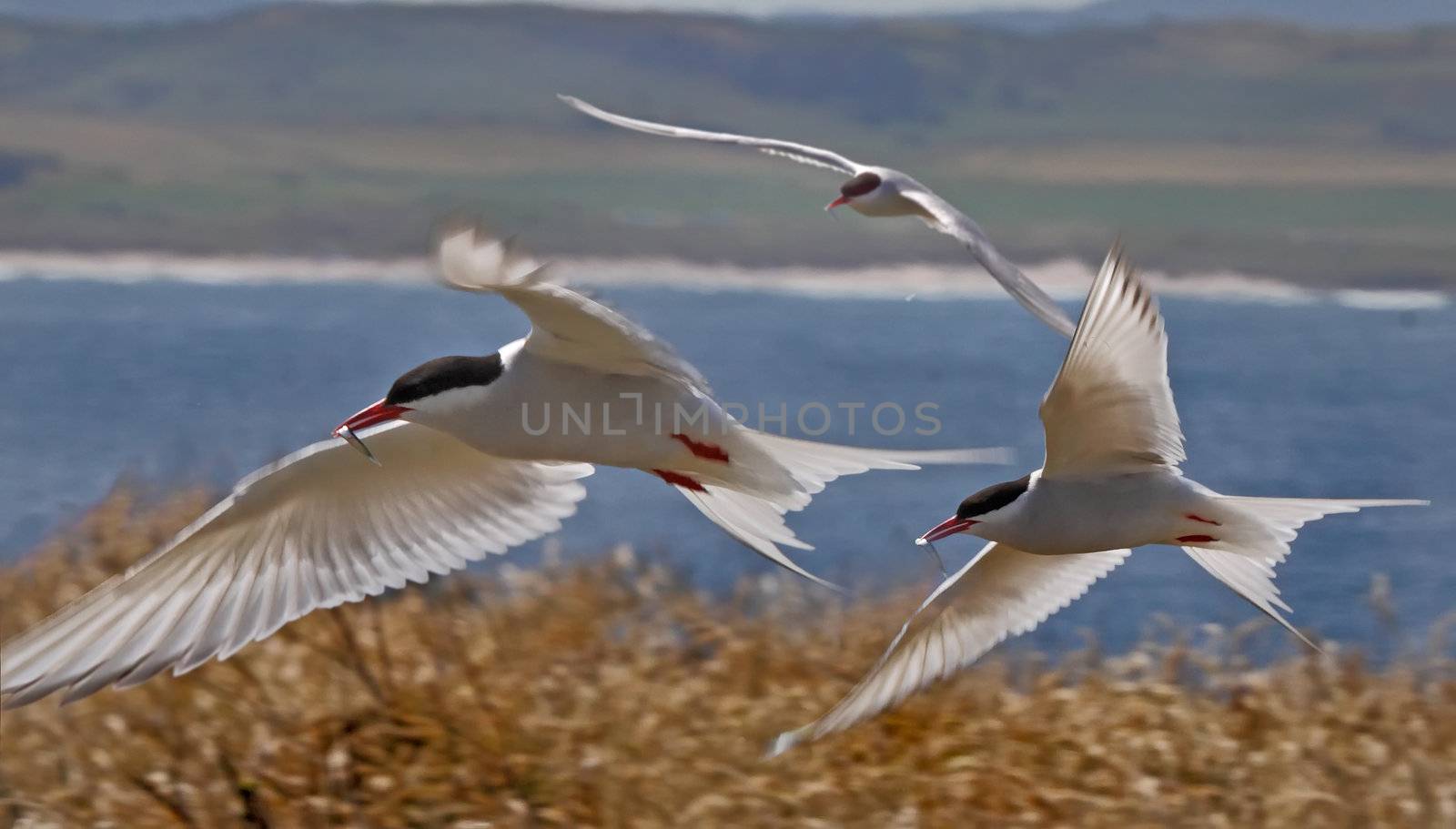 Arctic Terns fly back to the nest with food for their their young chicks on the Farne Islands in Northumberland, England.