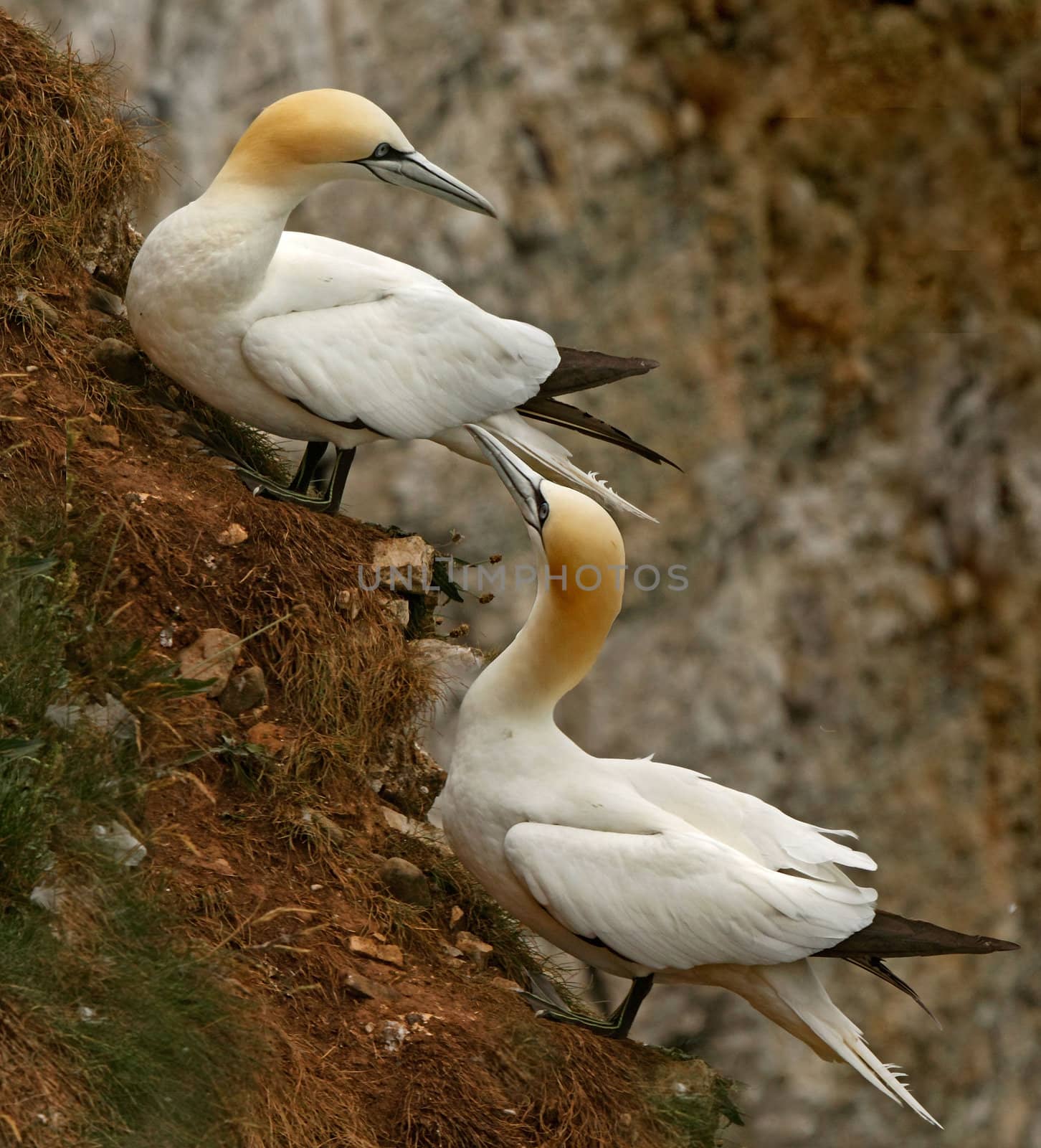 A male and female Northern Gannet on a hillside at Bempton Cliffs on the Yorkshire coast in England.