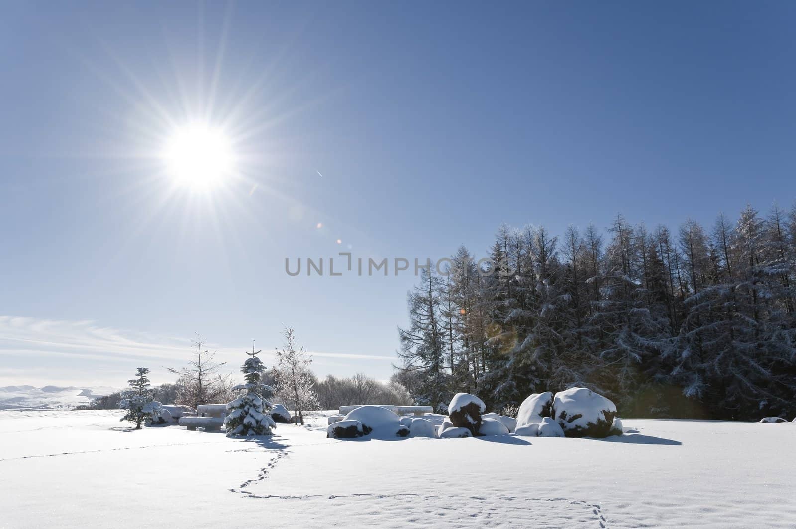 Winter landscape with some fir and some step traces in the snow