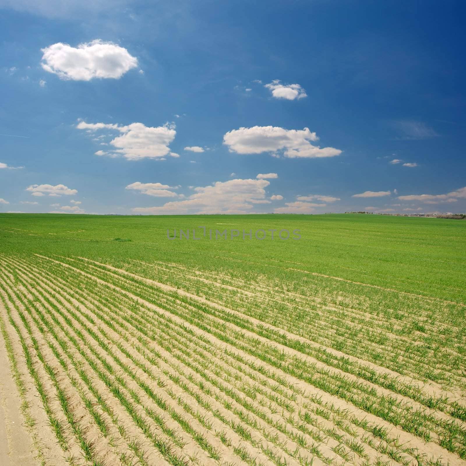 Agricultural field with blue sky