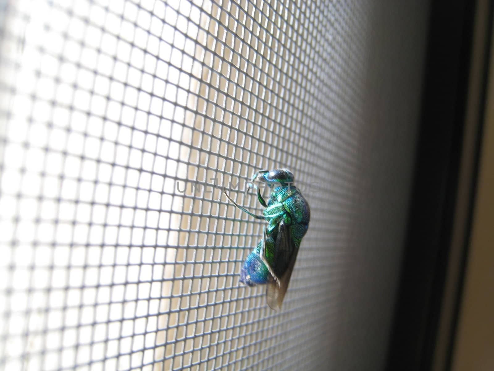 fly on a mosquito net shooted in Cameroon