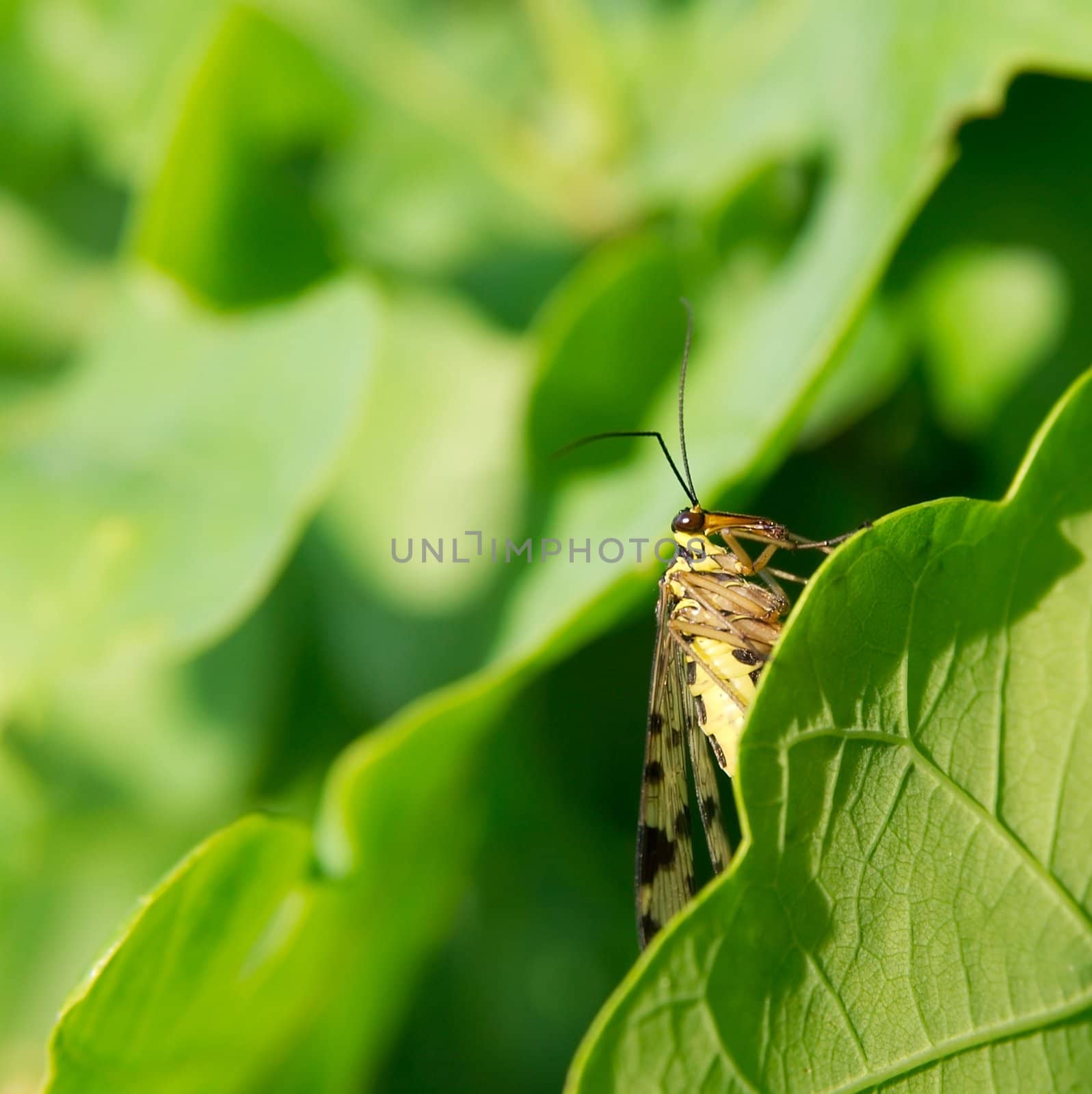 Small scorpionfly standing on a green leaf