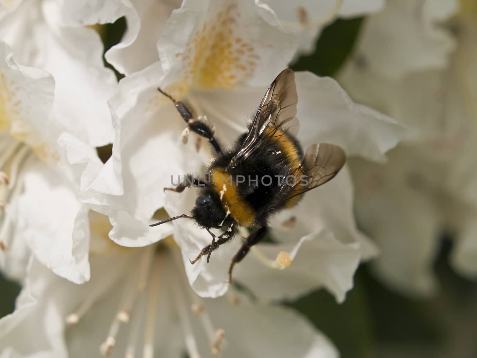 a bee alights on the lovely white flowers of an azelea plant