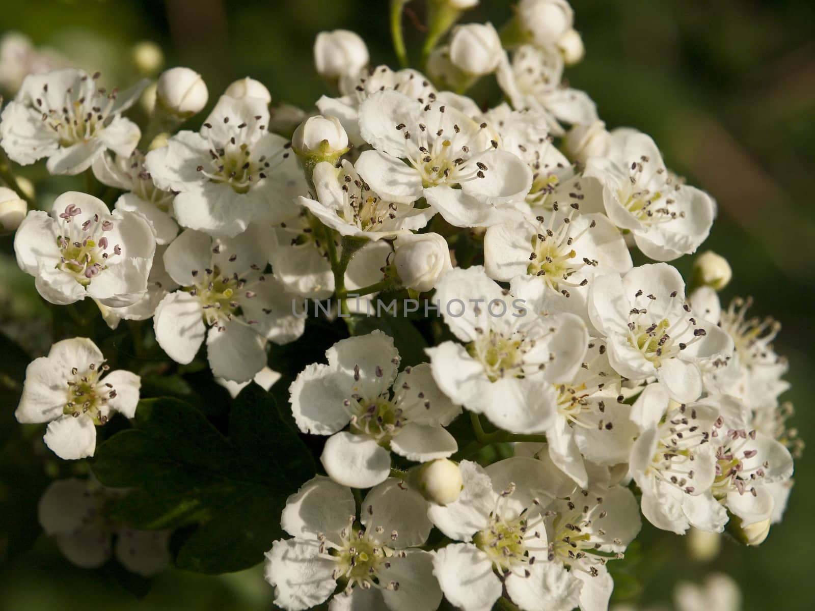 The May blossom in full splendour on a hawthorn tree