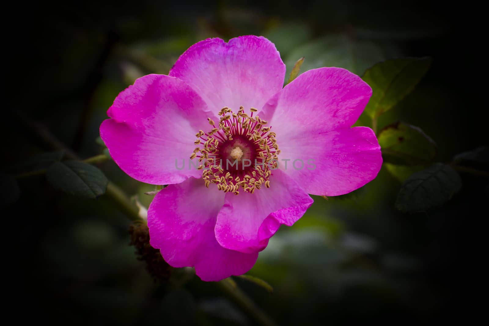 Delicate red petals of a wild rose