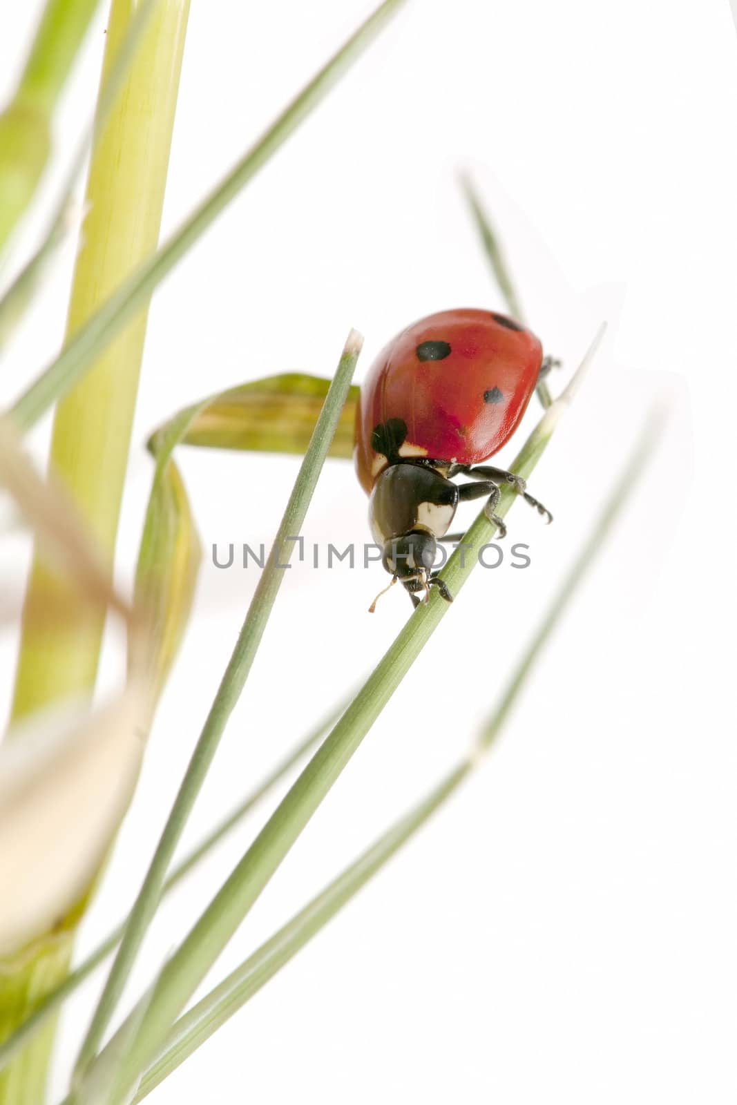 ladybug on white background