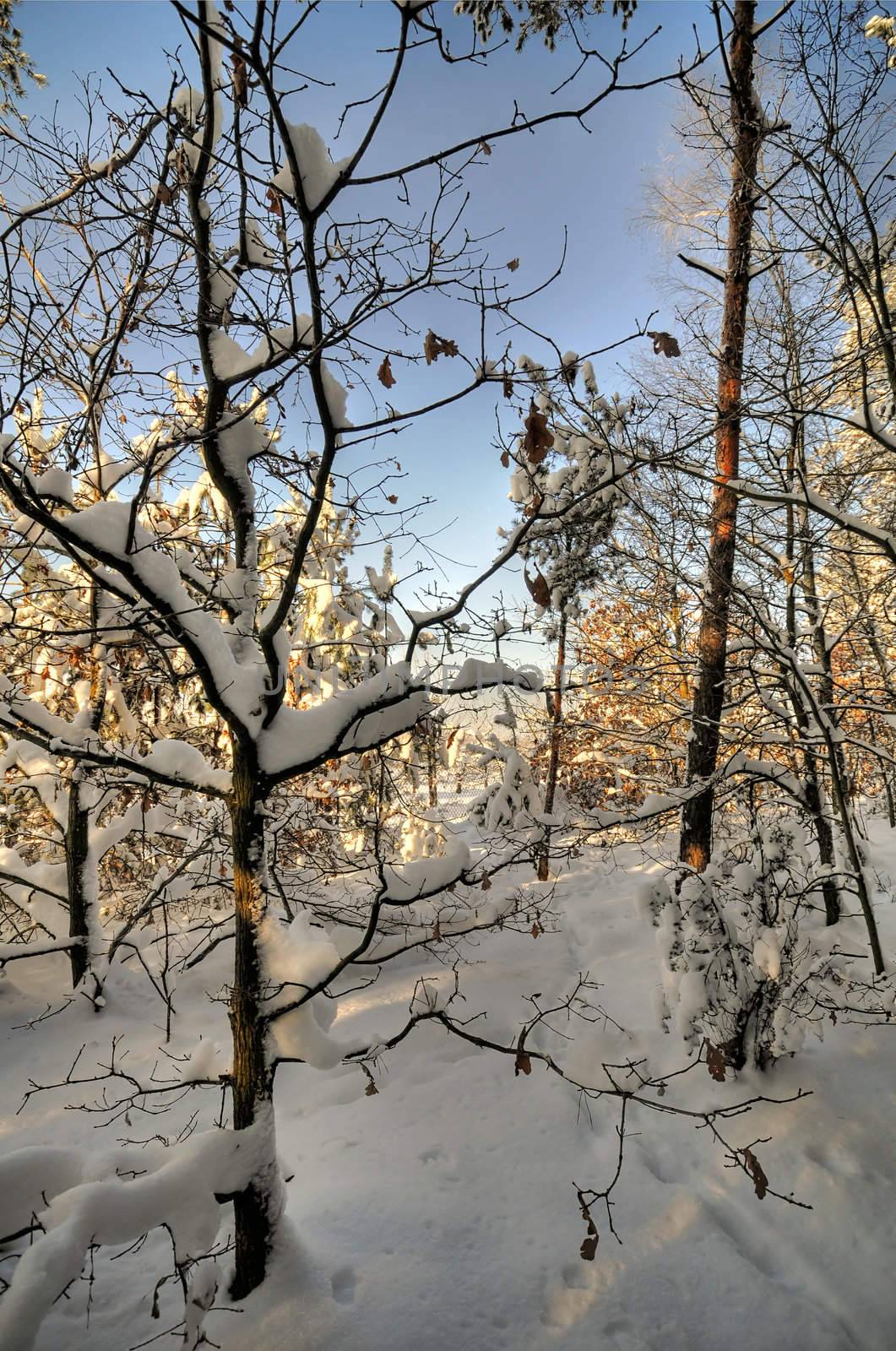 Trees in the forest covered with snow after a blizzard