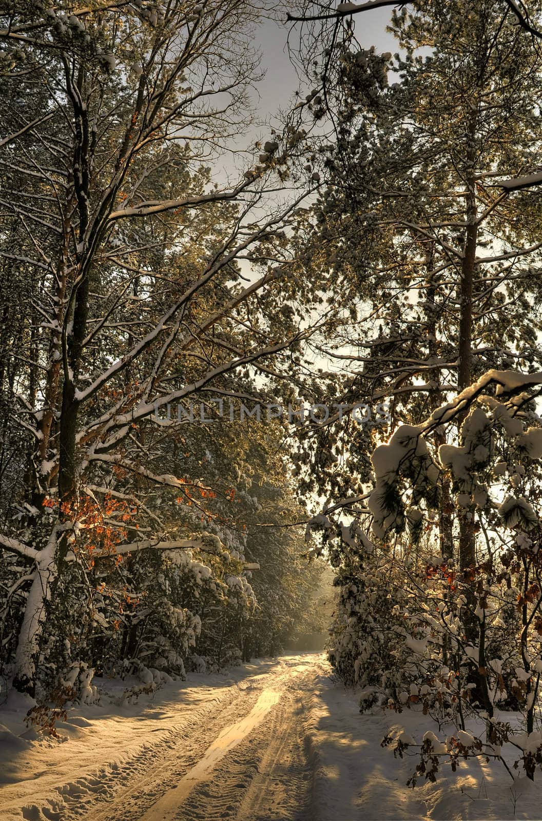 Beautiful winter sunset in the forest covered with snow