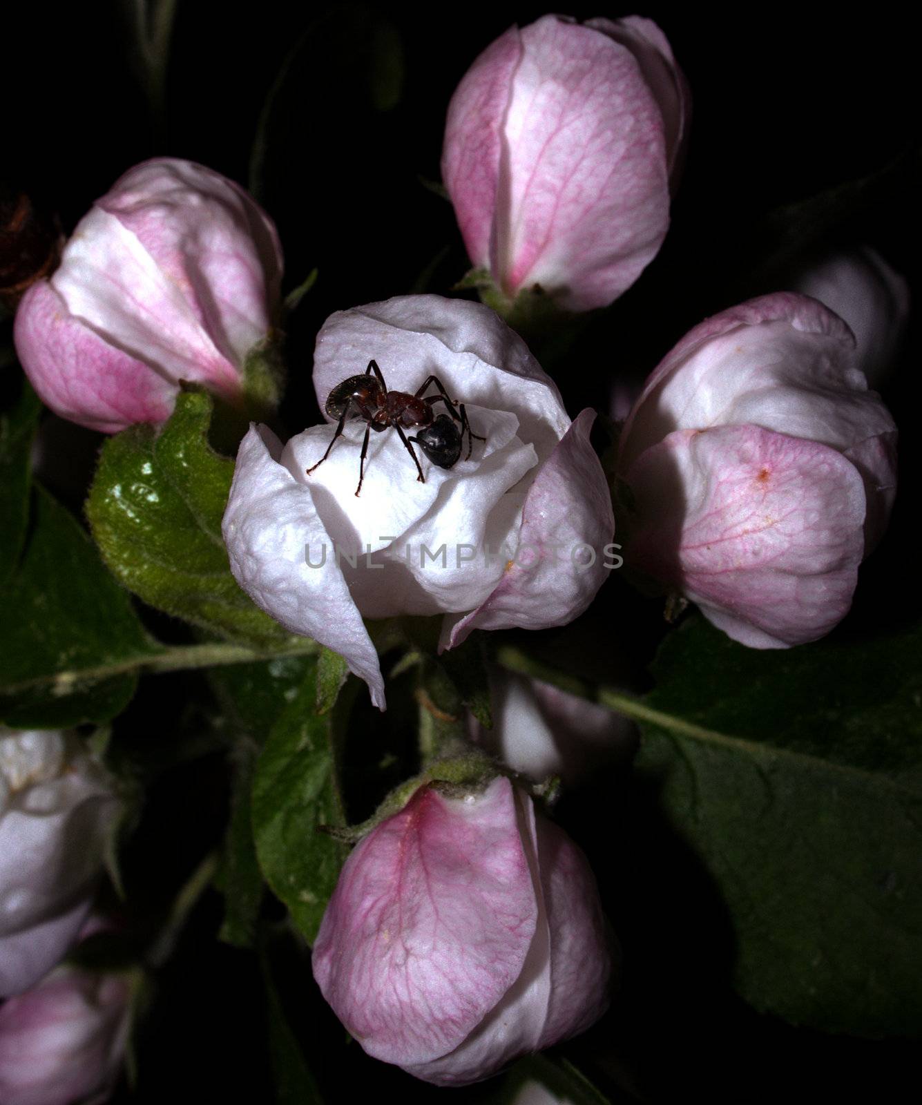 Ant crawling on apple tree flowers