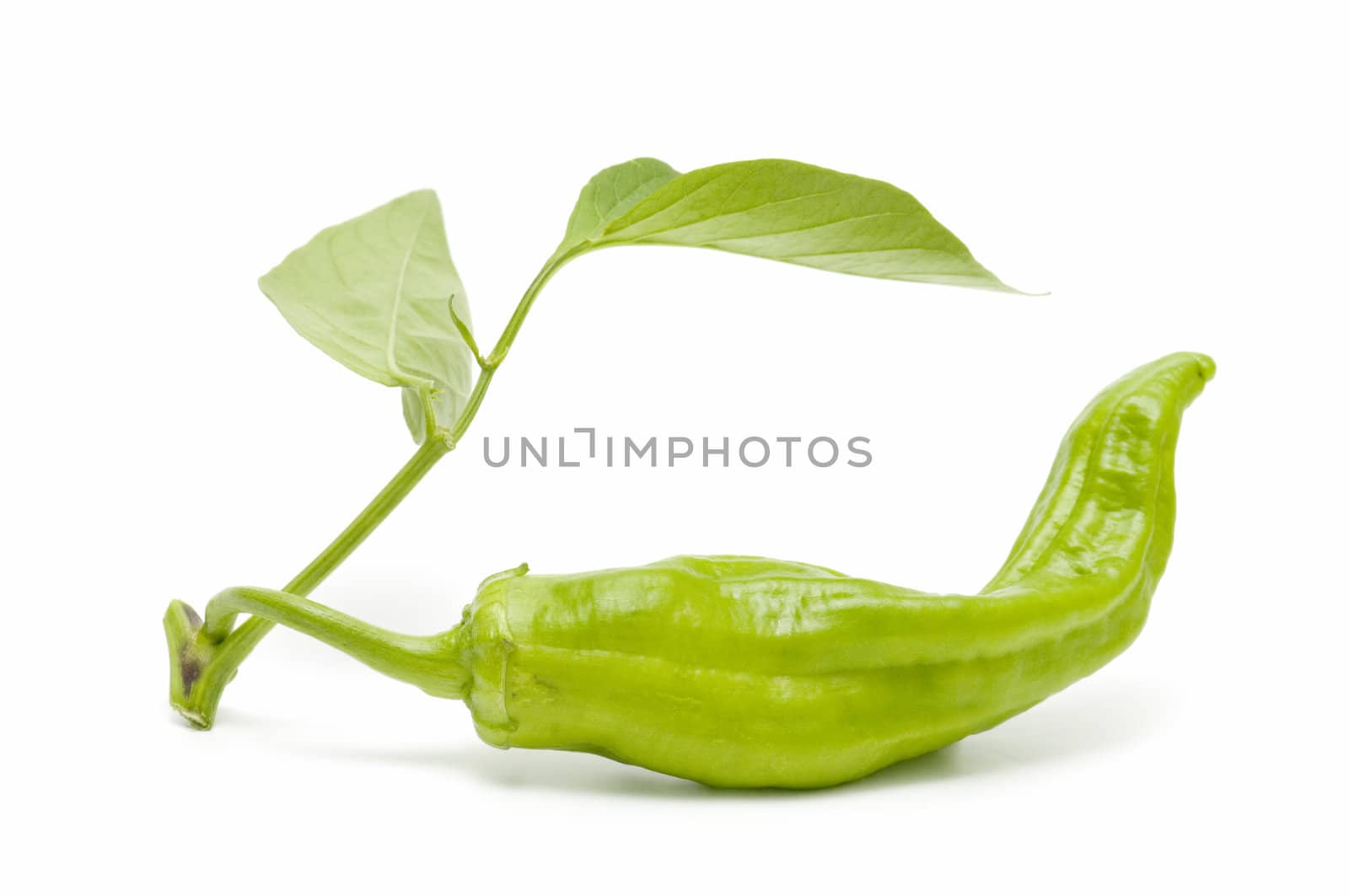 freshly harvested green peppers on a white background
