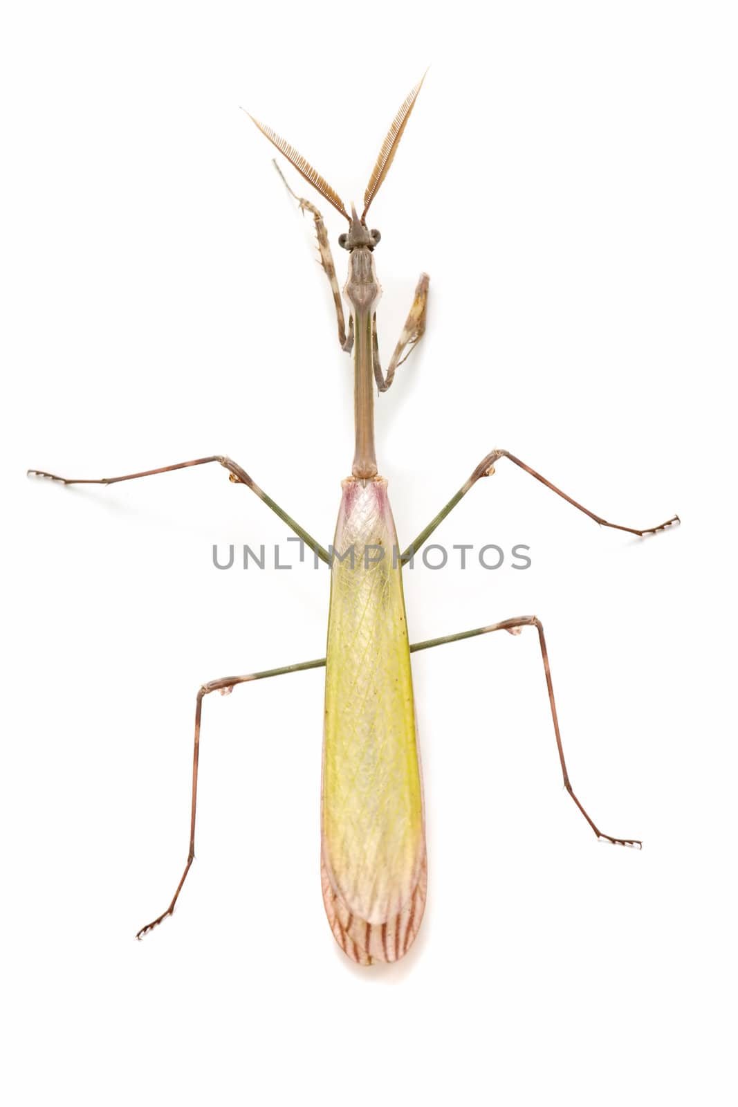 closed flat of  praying mantis on  white background