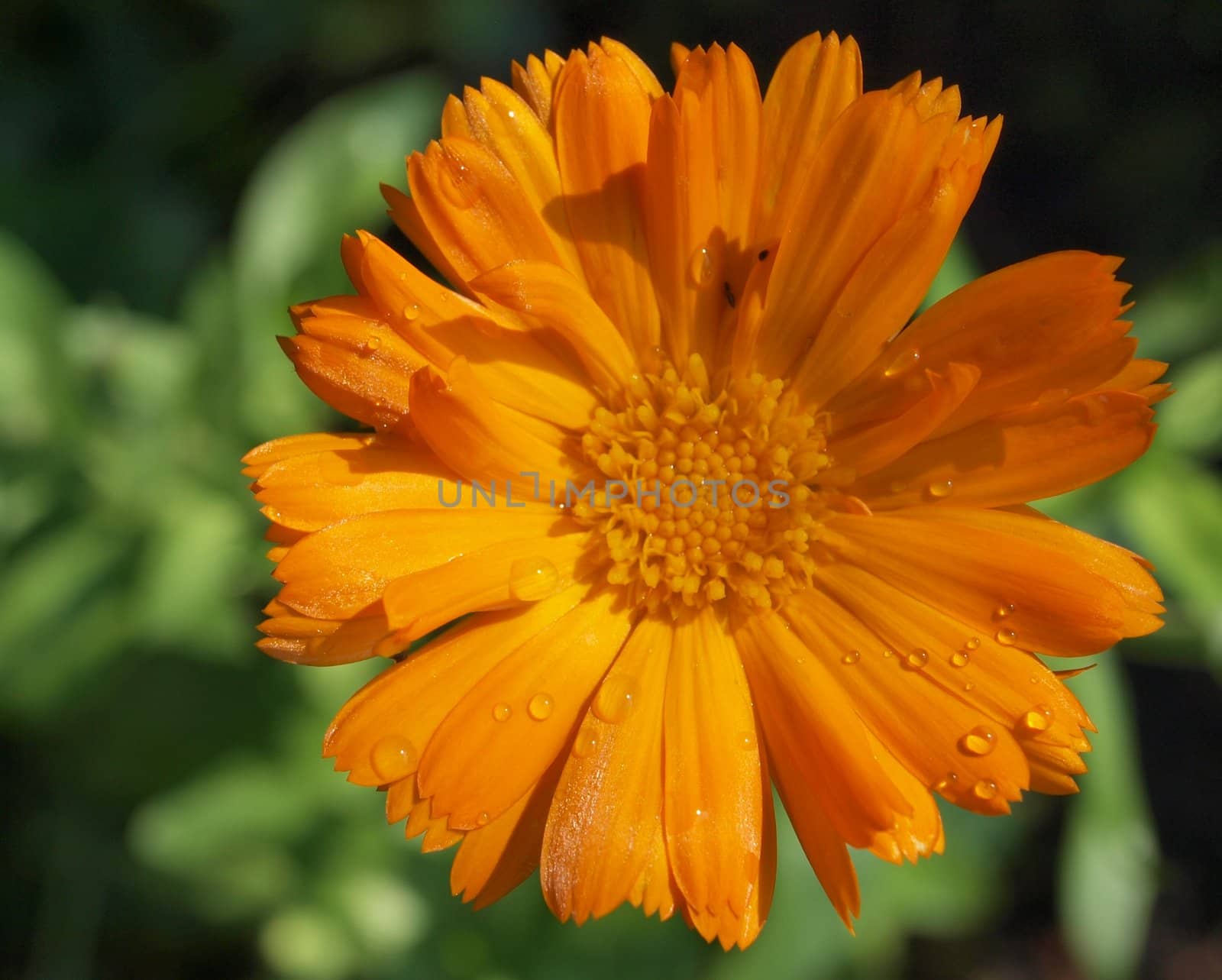 Medicinal marigold flower by Alminaite
