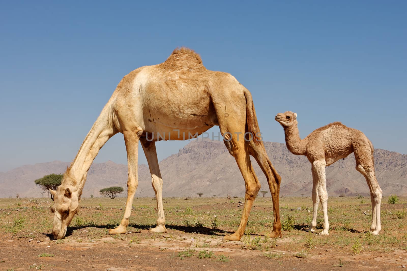 Camel and Calf by zambezi