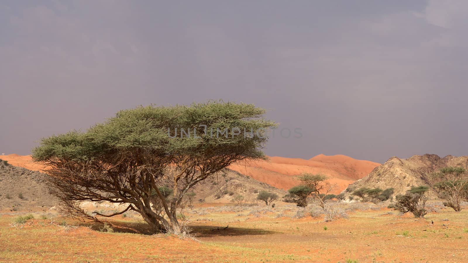 Wadi Sumayni in Oman (close to the border with the UAE).