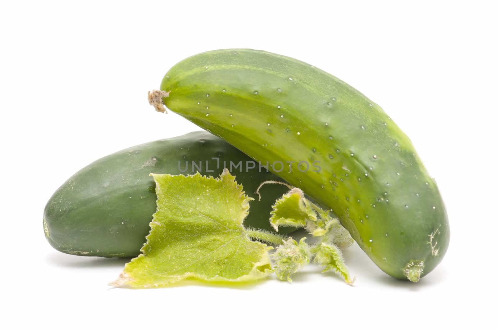 freshly harvested cucumbers on white background
