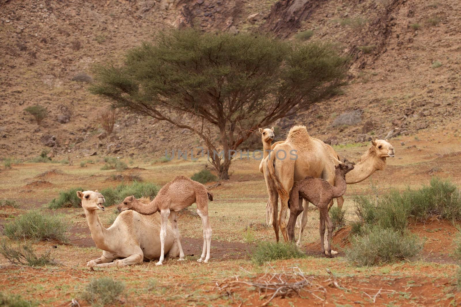 Camel Nursery by zambezi