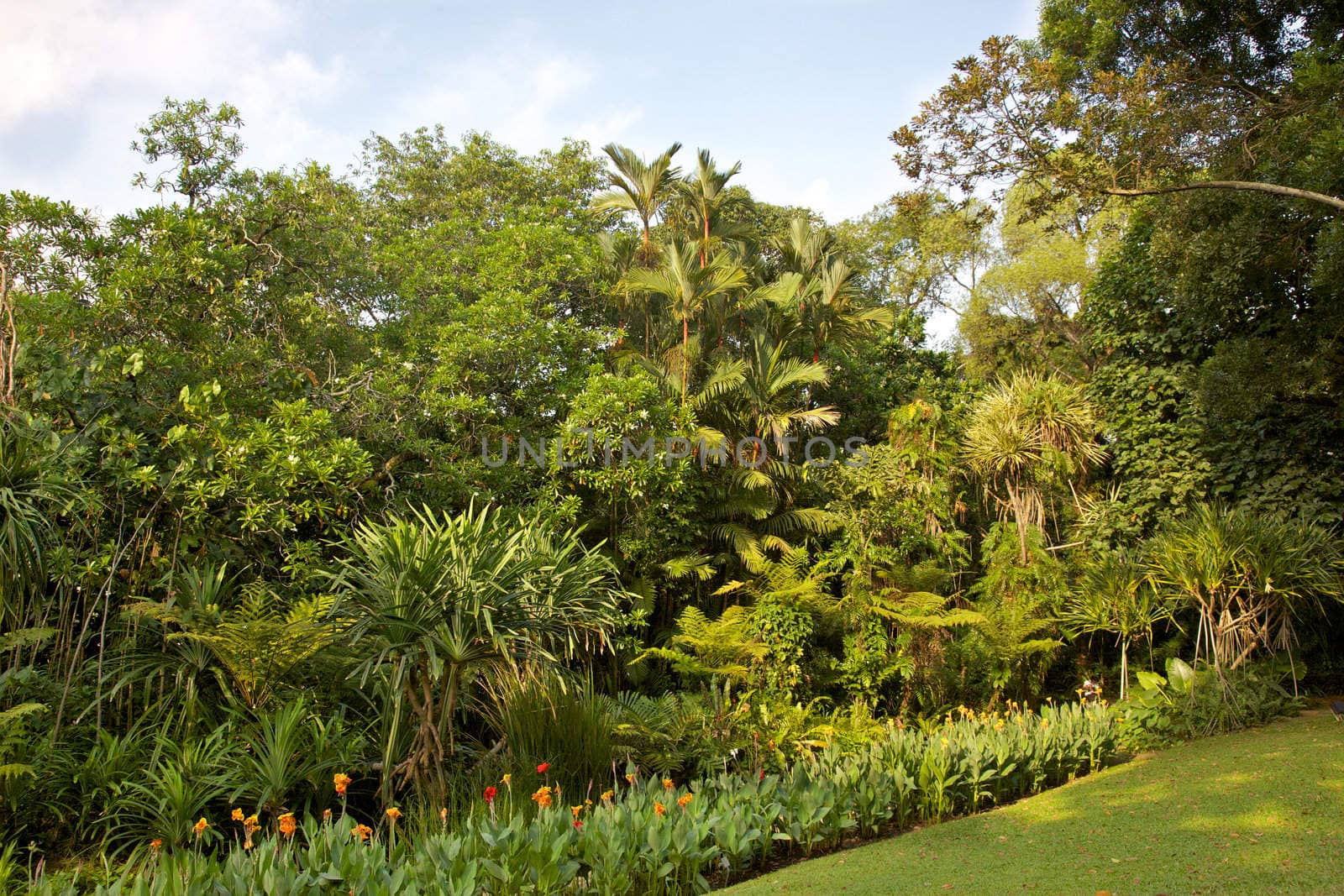 A profusion of tropical plants in the Singapore Botanic Gardens.