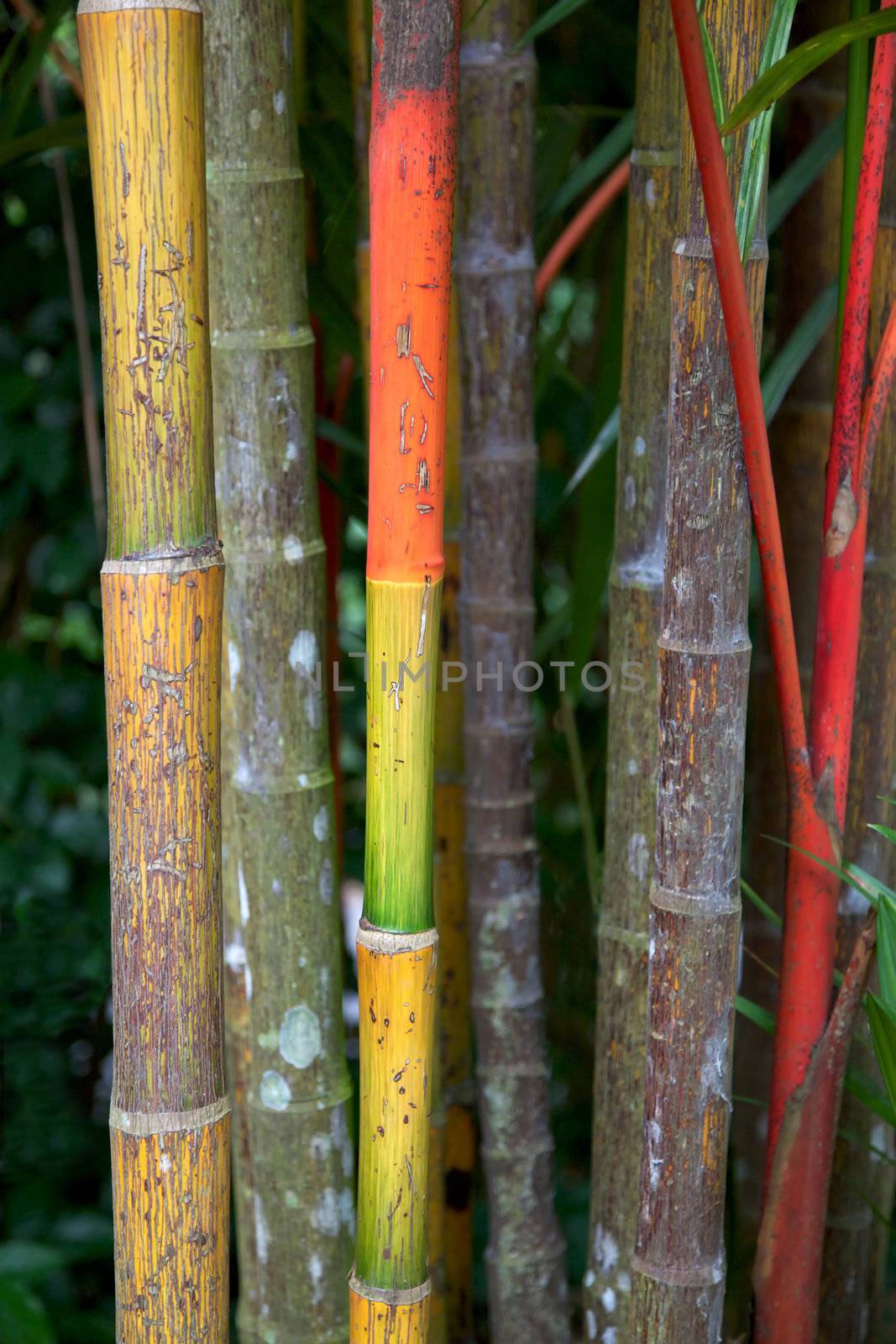 Bamboo stems growing in the Singapore Botanic Gardens.