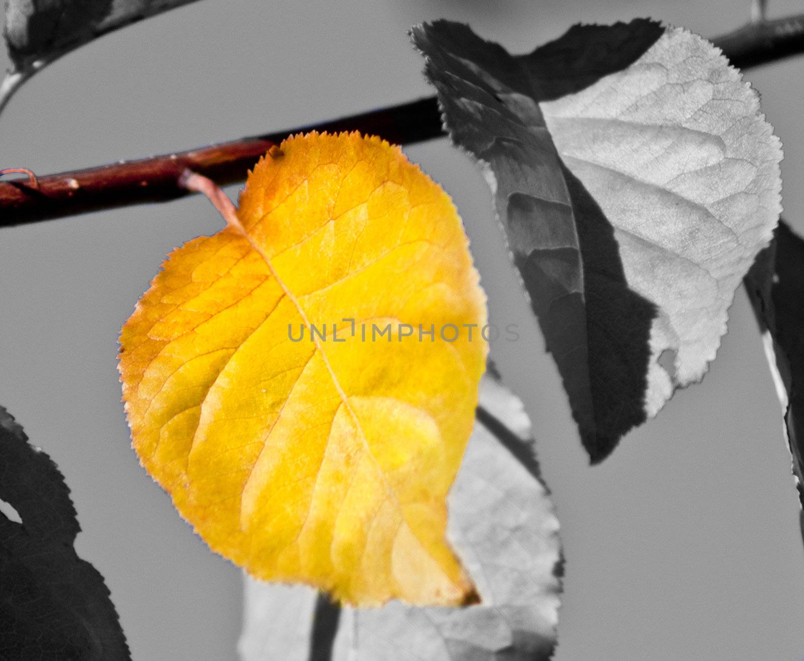 A picture of a yellow leaf.  It is unique.