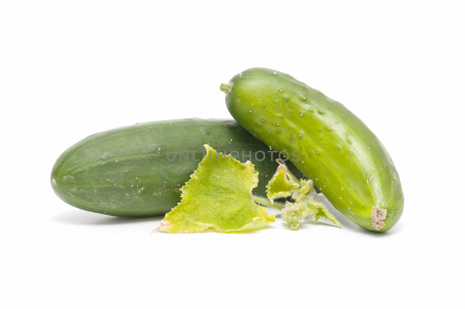freshly harvested cucumbers on white background

