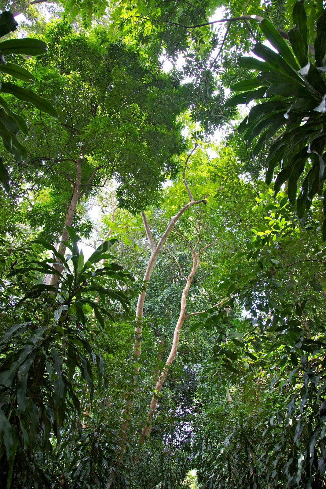 A detail of the rainforest in Singapore Botanic Gardens.