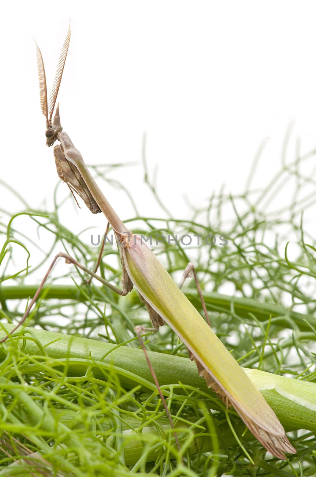 closed flat of  praying mantis on  white background