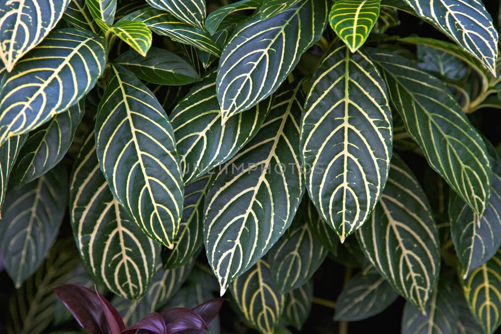Tropical leaves in the National Orchid Garden in Singapore Botanic Gardens.