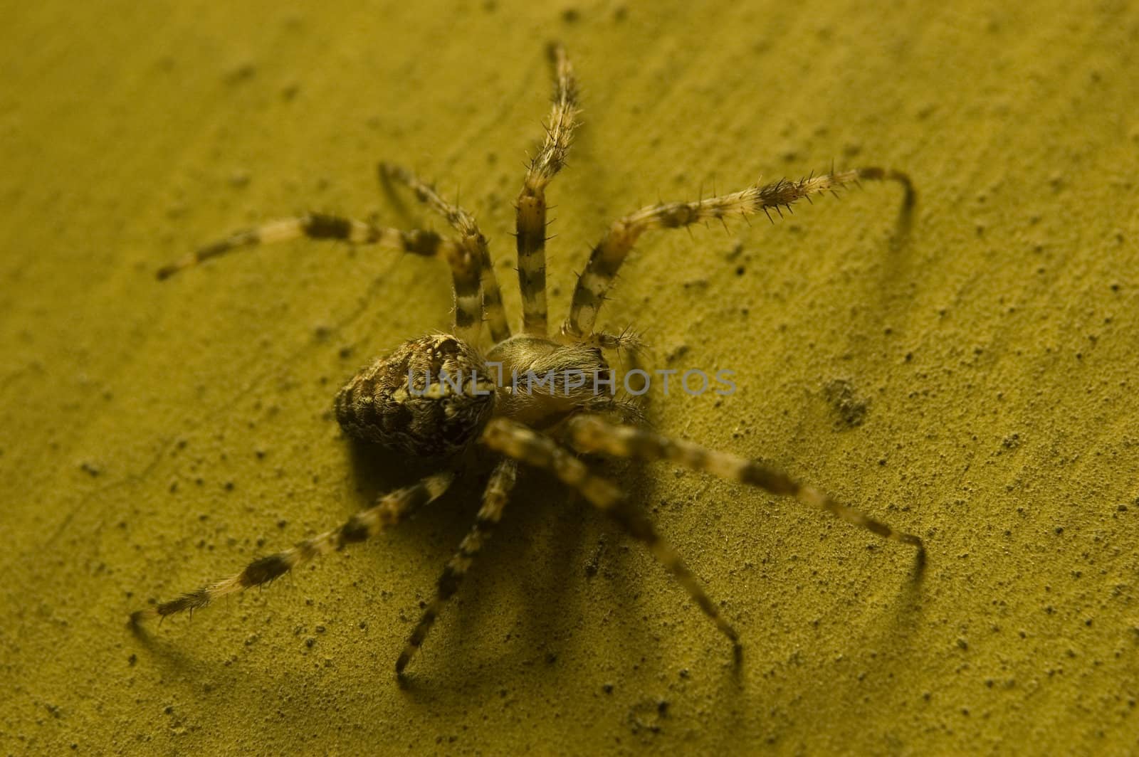 Big spider on high textured old wall