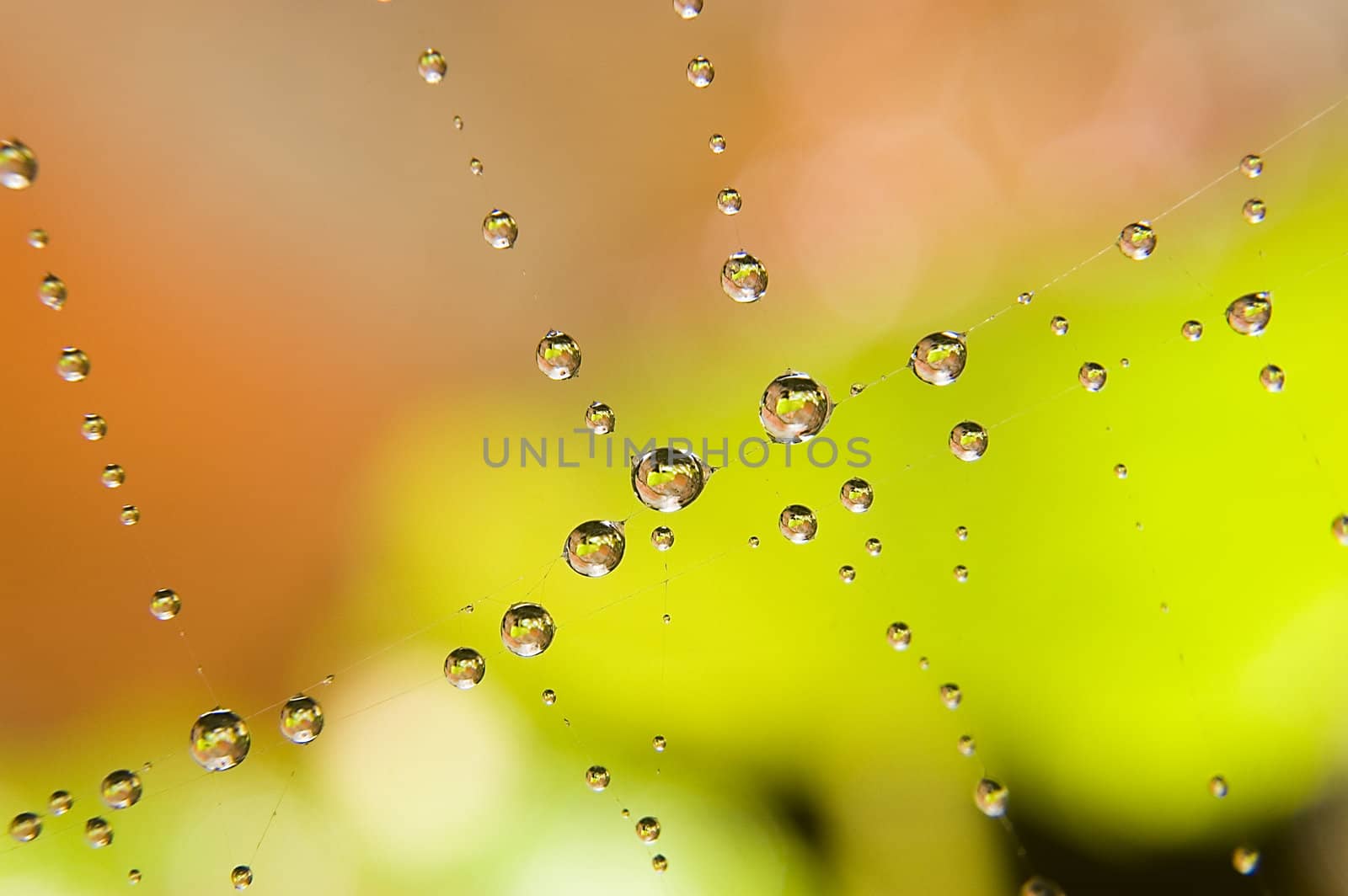 Water drops on spider web. Autumn photo