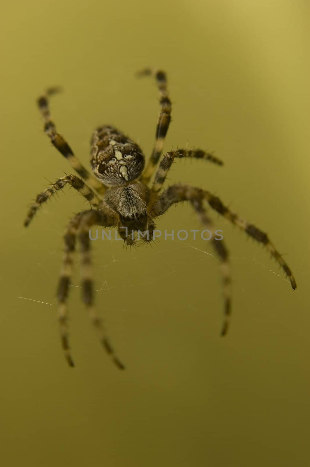 Spider on web by johnnychaos