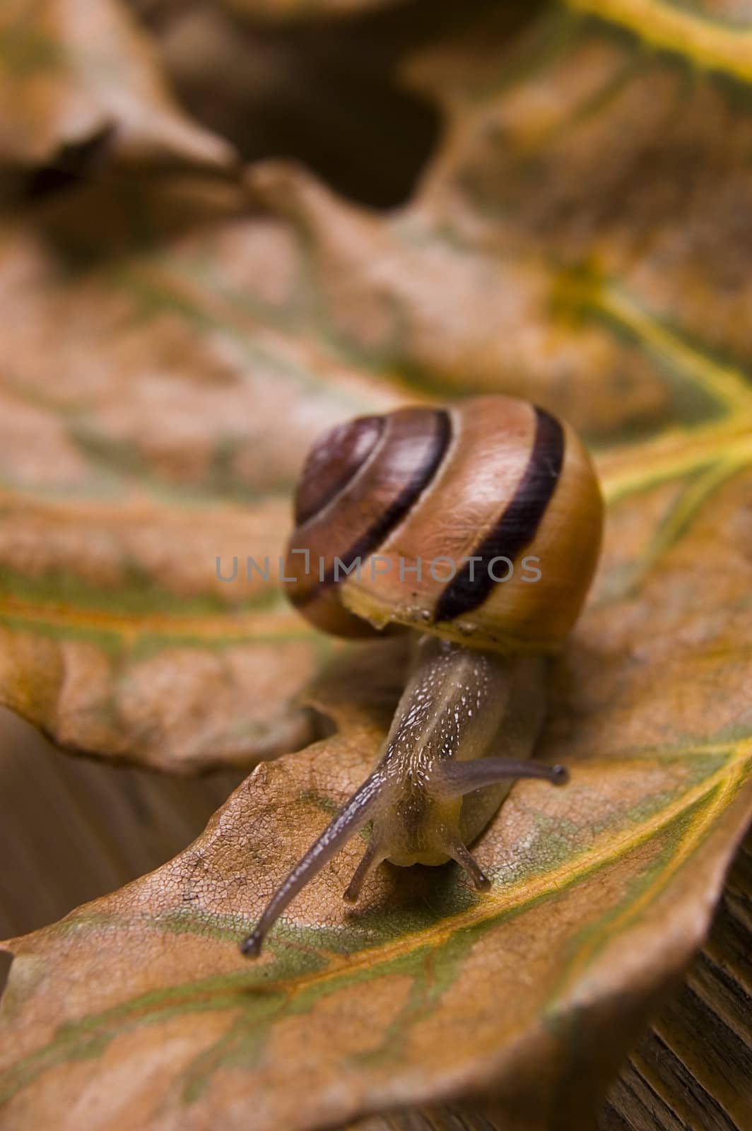 Snail on autumn leaves by johnnychaos