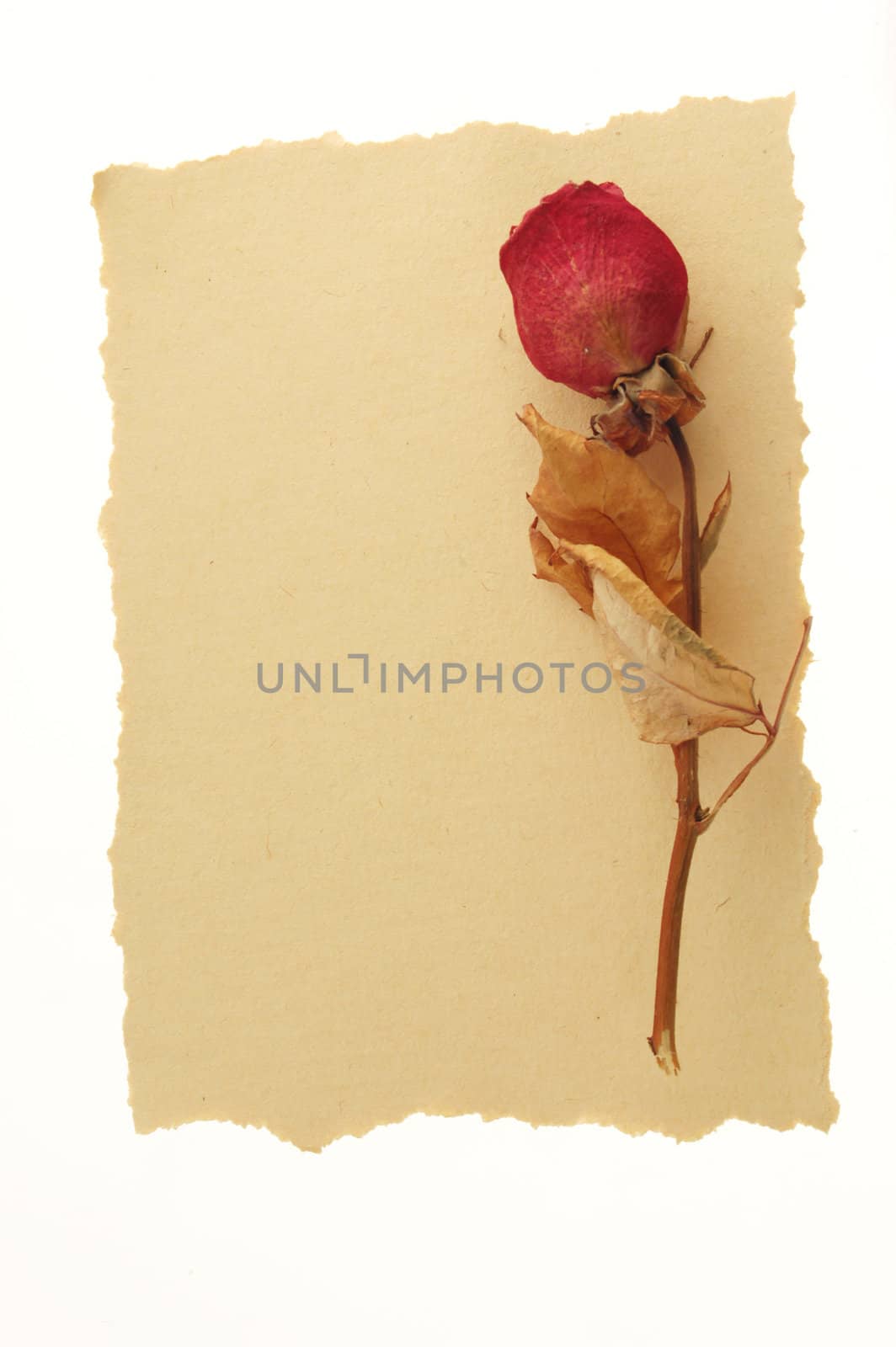 Dry rose on grunge paper background