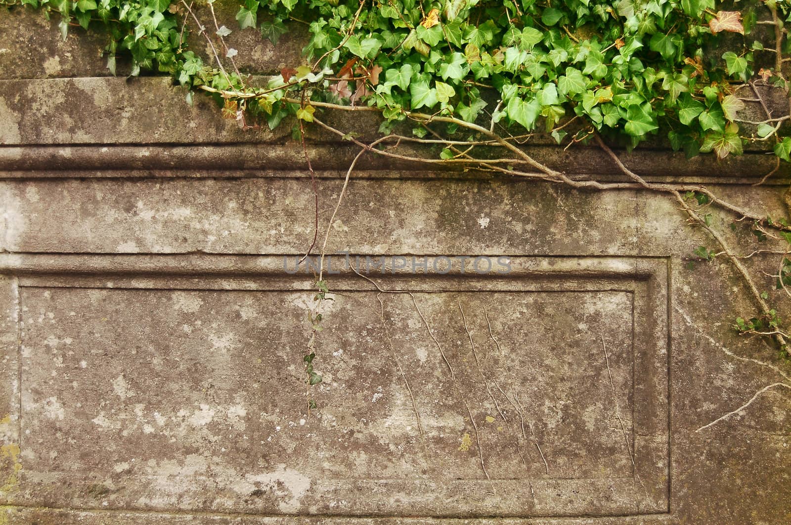 Grunge frame. Ivy over old wall by johnnychaos