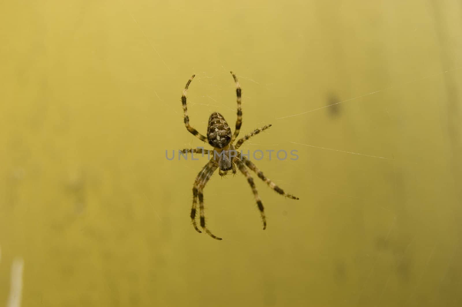 Spider on web by johnnychaos