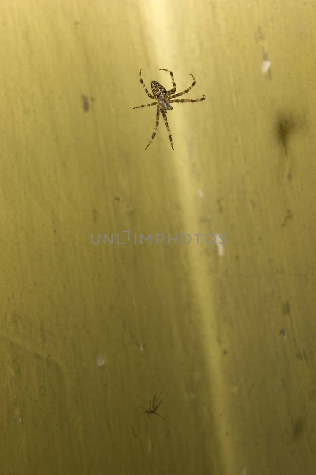 Big spider web over old wall