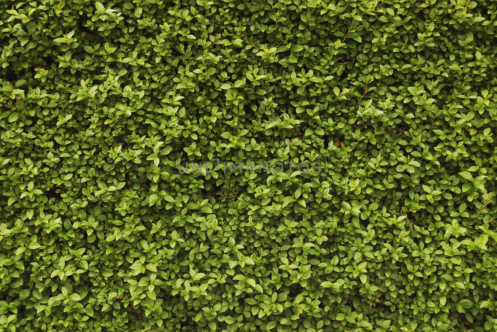 Seamless background - green fresh hedge