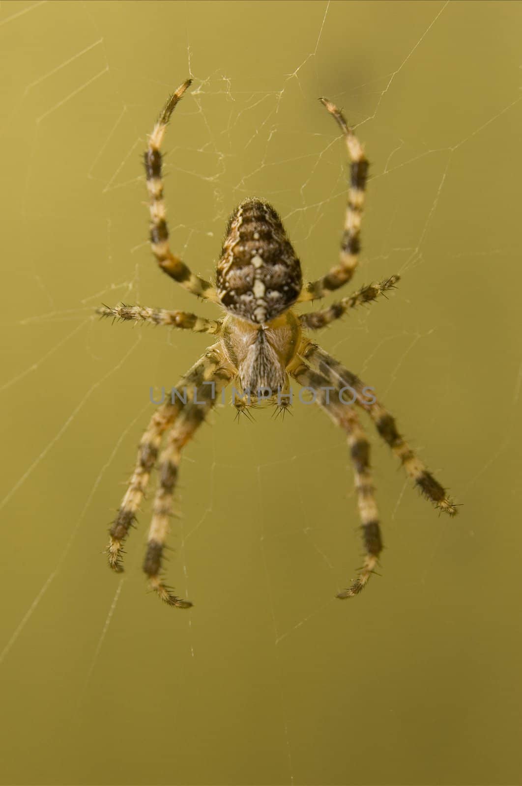 Spider on web by johnnychaos