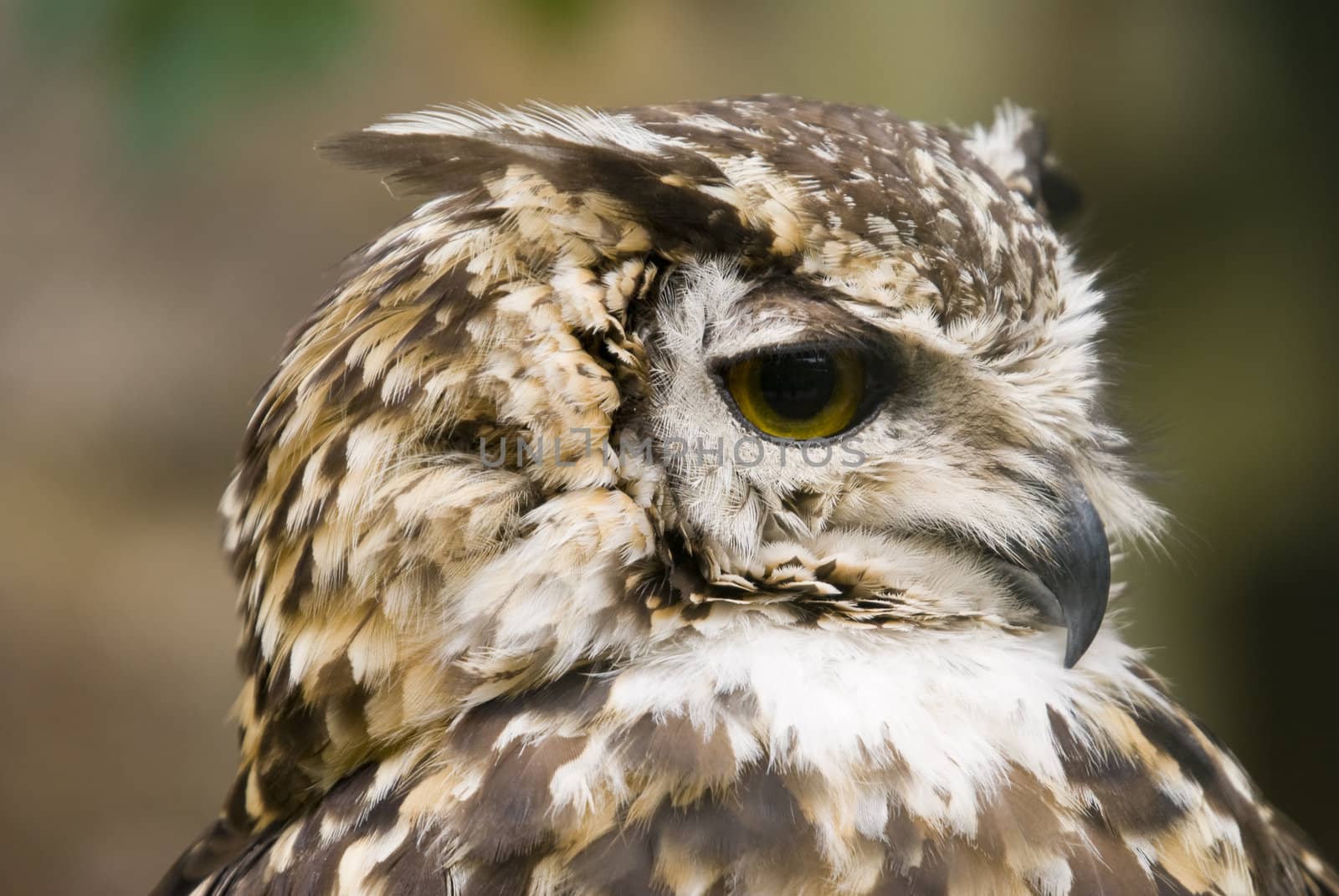Close up of Ethiopian Eagle Owl (Bubo Capensis Dillonii)