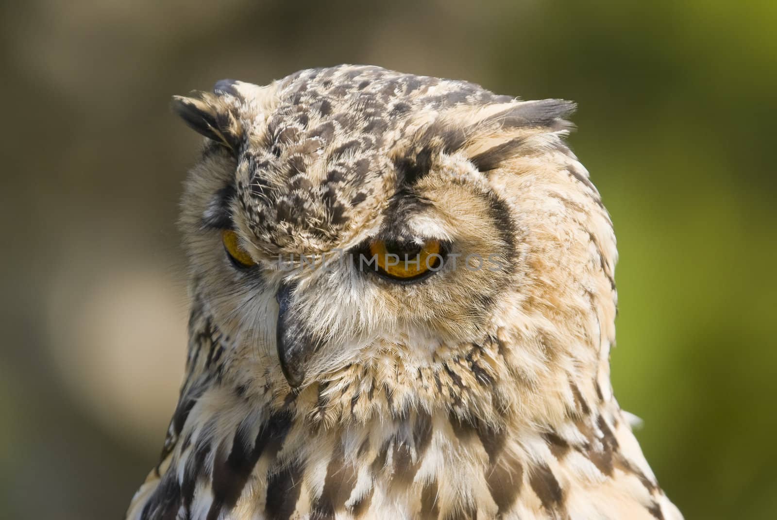Closeup of Bengal Eagle Owl (Bubo Bubo Bengalensis)