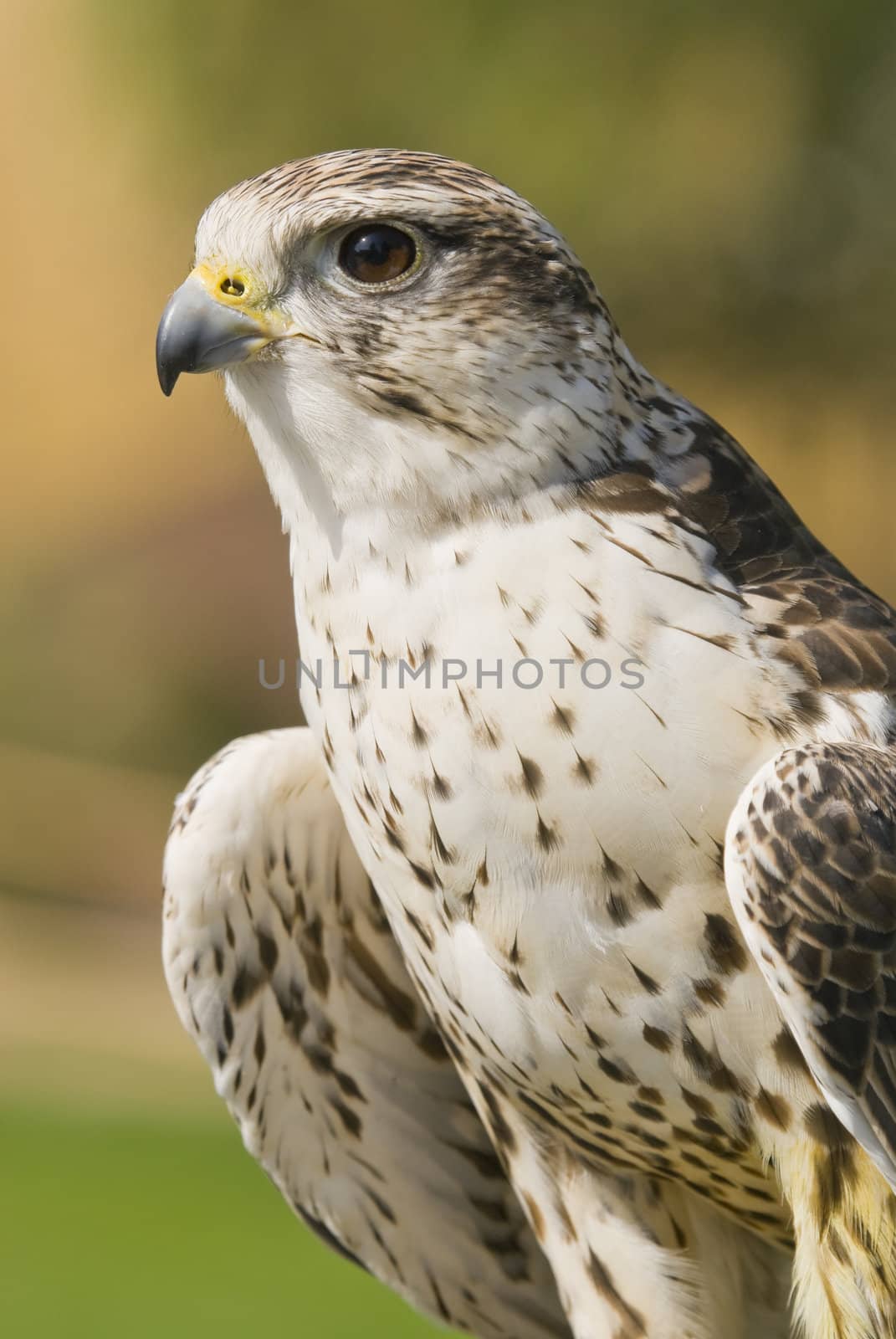 Saker Falcon (Falco cherrug) - landscape orientation