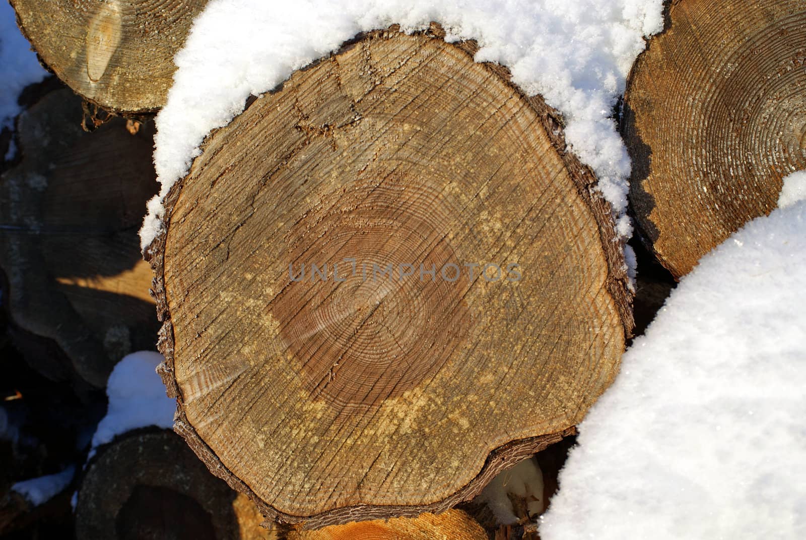 A macro view of a snow covered  pine log  showing the annual growth rings. Photographed in Salo, Finland December 2010.